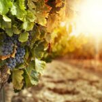 У виробника винограду на Херсонщині вціліло лише 15 відсотків насаджень
